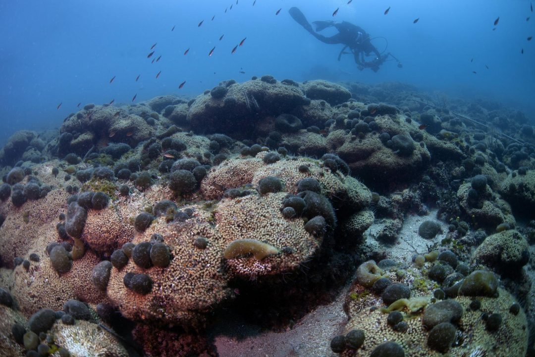 Mljet - koraljni greben